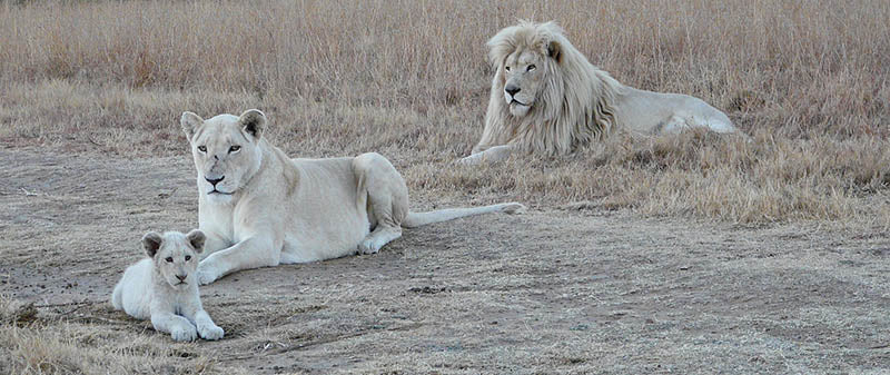 Famille de lions blancs