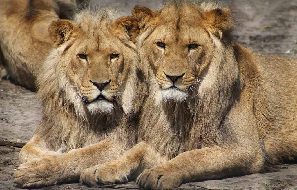 Deux Lions