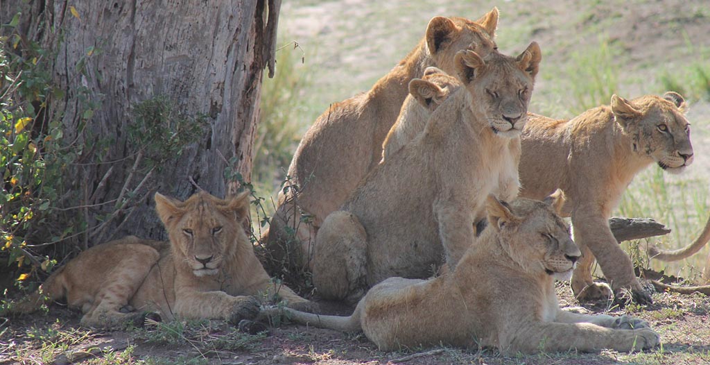 Groupe De Lion