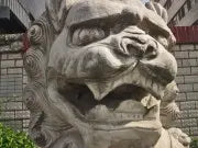 Lion Chinois ressemblant le plus au lion occidental