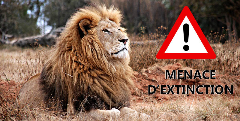 Lion Afrique Exctinction