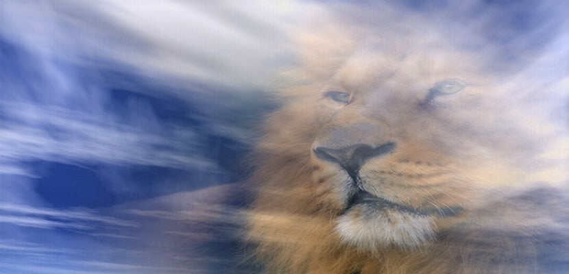 Lion Dieu