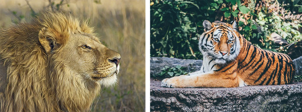 Lion Et Tigre