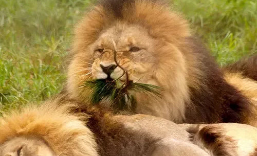 Lion Mange Herbes