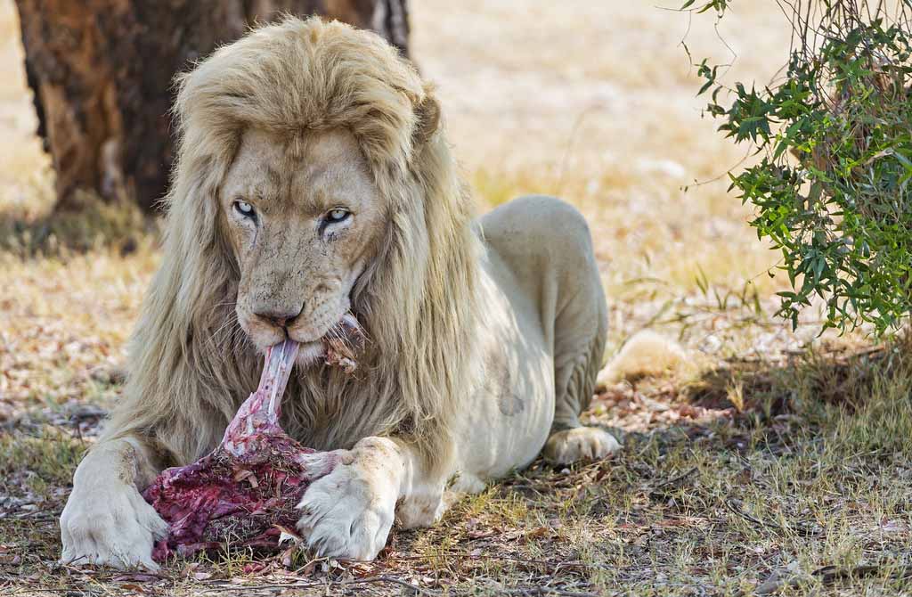 Lion Qui Mange