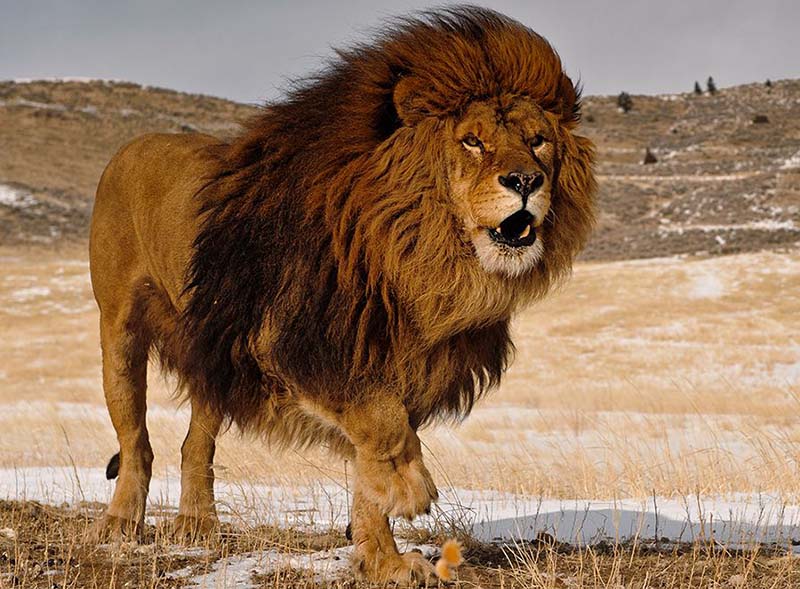 lion de barbarie