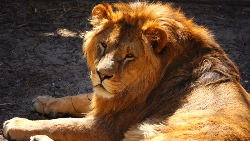 lion mâle allongé