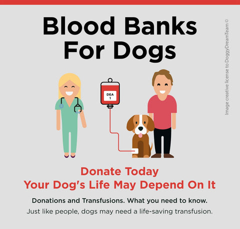 Image of a dog having a transfusion, with the text: Blood Banks For Dogs - Donate Today Your Dog's Life May Depend on It. Donations and Transfusions. What you need to know.