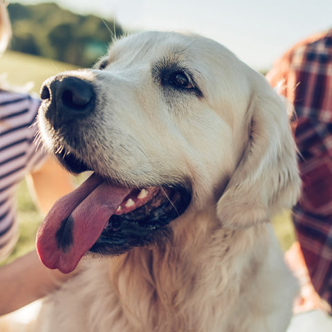 Healthy golden retriever outside smiling with tongue out