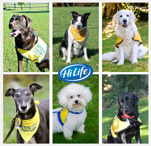 Portraits of our 6 finalists for HiLife Pets as Therapy Dog of the Year 2019
