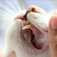 Owner inspecting their cat's teeth by gently lifting the gum.