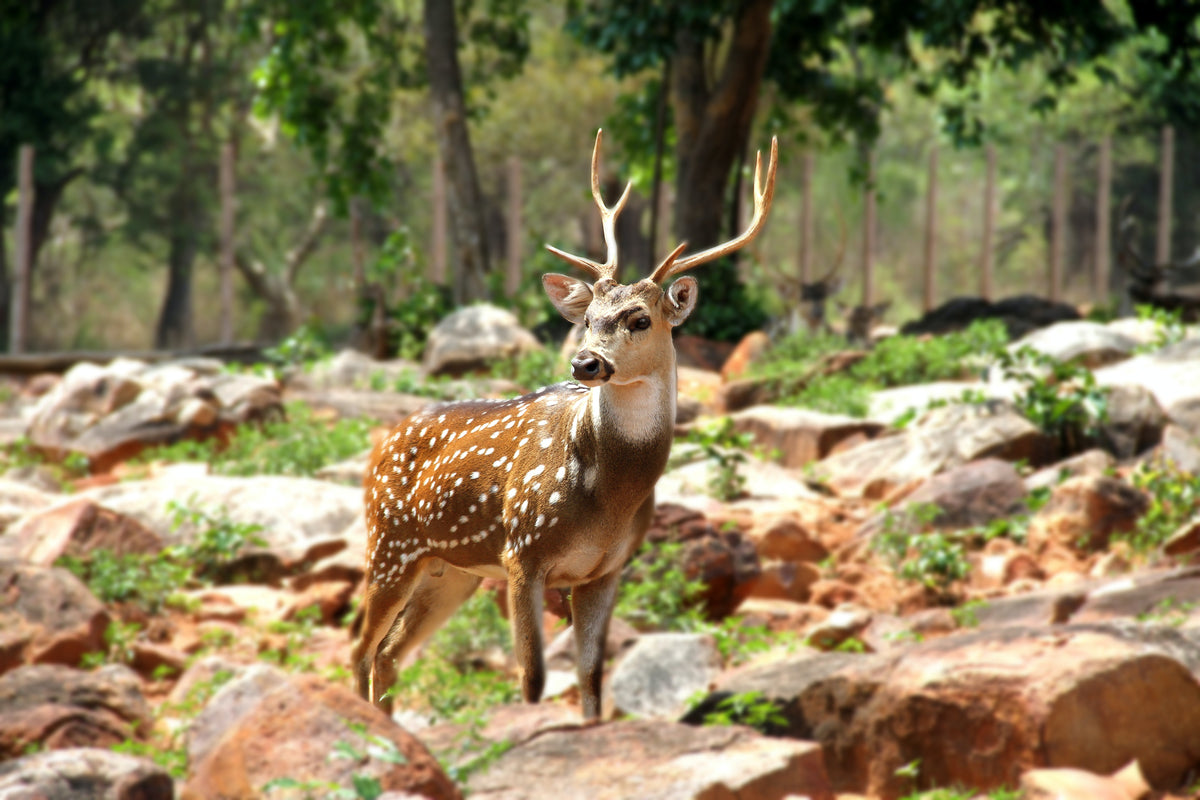 are antlers safe for dogs to chew