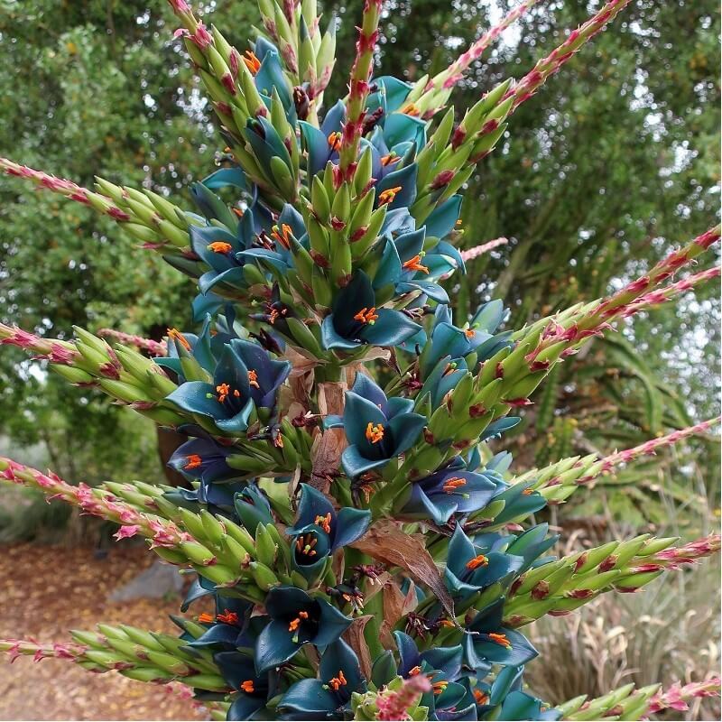 Puya alpestris Bromeliad 2019 Cactus Sapphire Tower Succulent - 20+ Seeds 