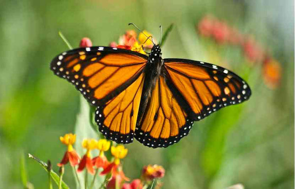 Papillon Monarque Hawaïen - Rêve de Papillon