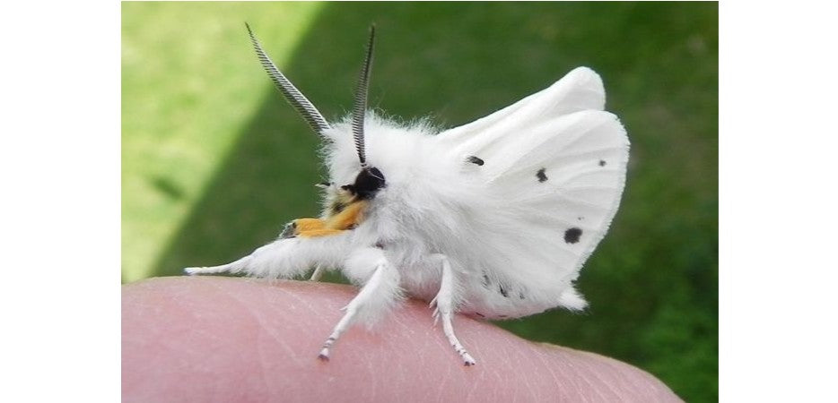 Les plus beaux papillons du monde : Le papillon caniche - Rêve de Papillon