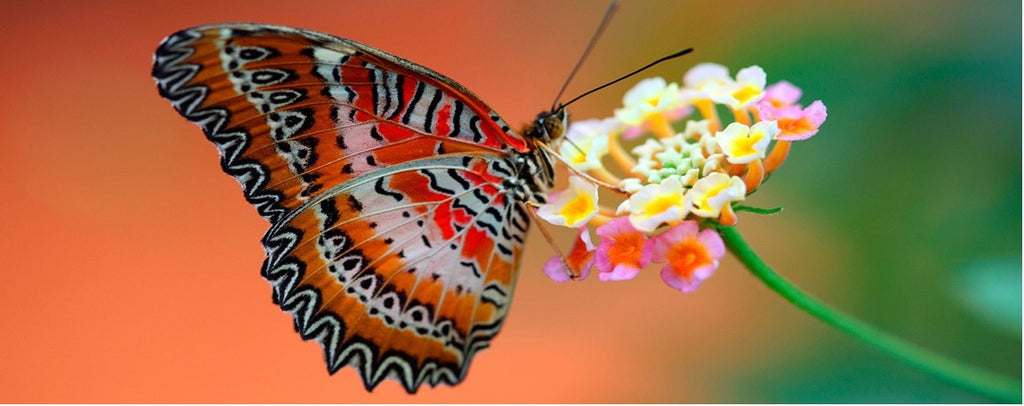 Rêve de Papillon Voyance | Rêve de Papillon
