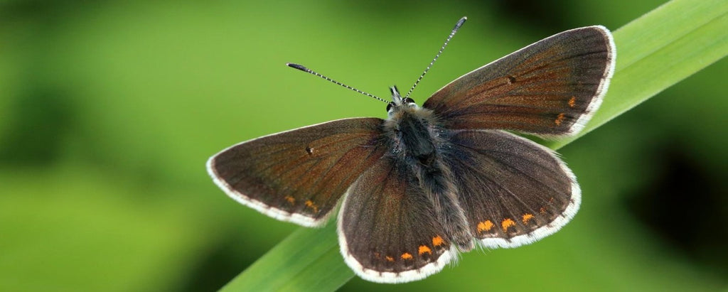 Rêve de Papillon Brun signification | Rêve de Papillon