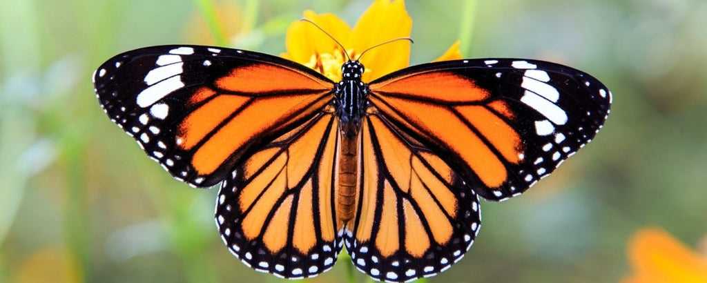 Rêver de Papillon Monarque signification | Rêve de papillon