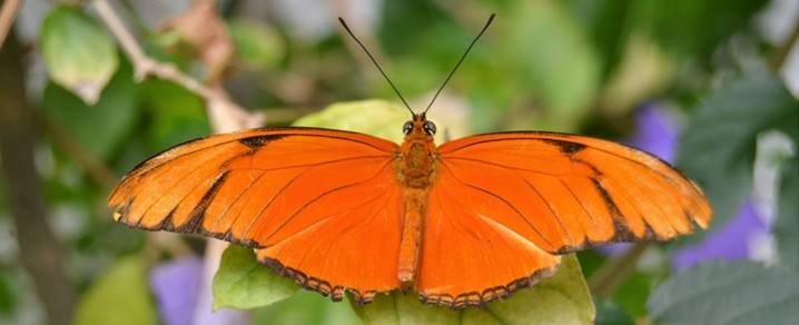 Rêve de Papillon Orange signification | Rêve de Papillon