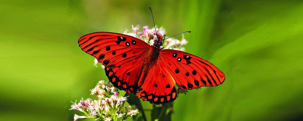 Rêve de Papillon Rouge signification | Rêve de Papillon