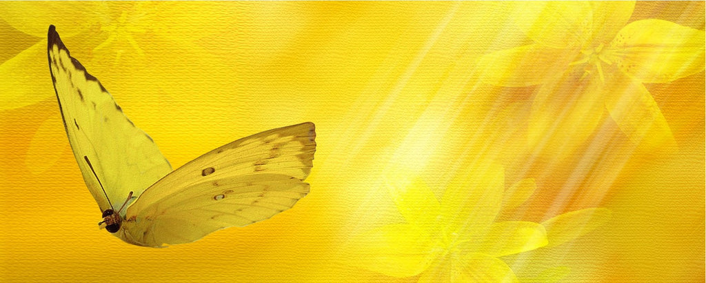 Rêve de Papillon Jaune signification | Rêve de Papillon