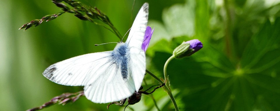 Rêver de Papillon Blanc signification | Rêve de Papillon