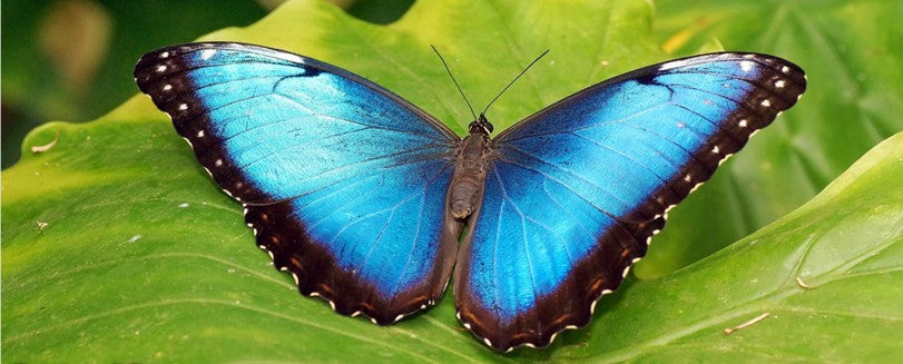 Rêver de Papillon Bleu signification | Rêve de Papillon