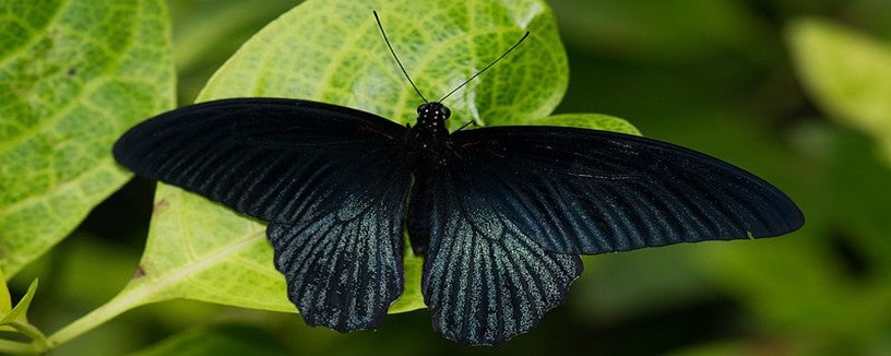 Rêver de Papillon Noir signification | Rêve de Papillon