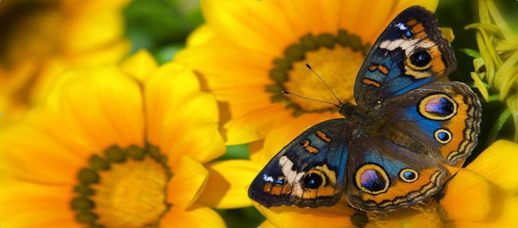 Symbolique du Papillon | Rêve de Papillon