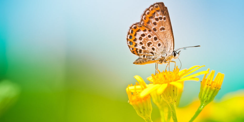 Symbolique du Papillon | Rêve de Papillon