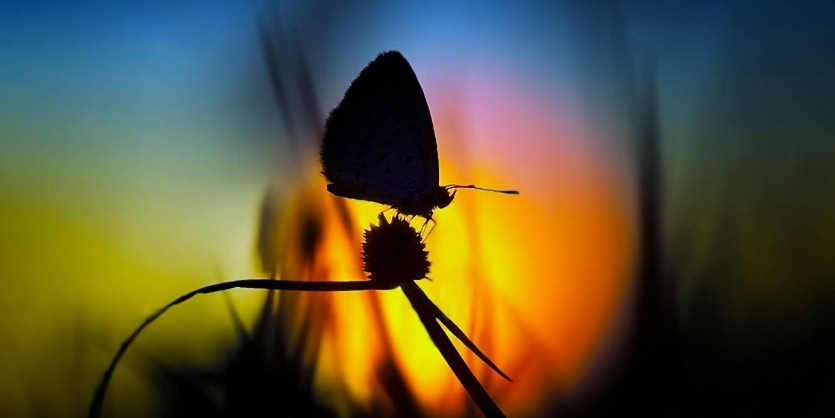 Papillon signe de l'au delà | Rêve de Papillon