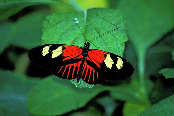 Aposématisme de l'Heliconius Melpomene - Rêve de Papillon