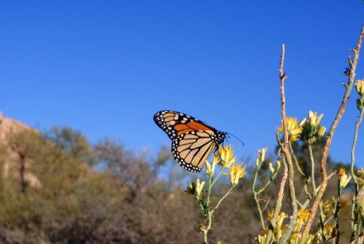 Papillon Monarque de l'ouest - Rêve de Papillon