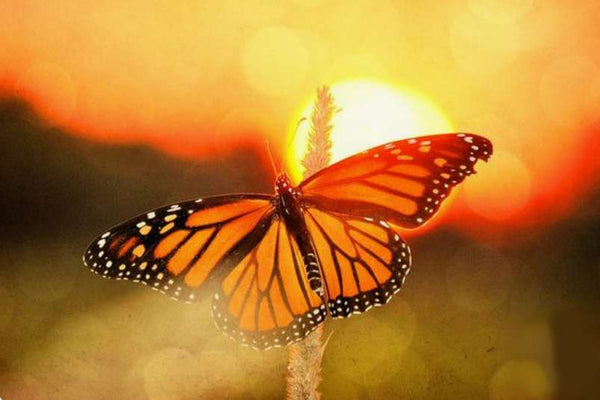 Monarque et Soleil - Rêve de Papillon