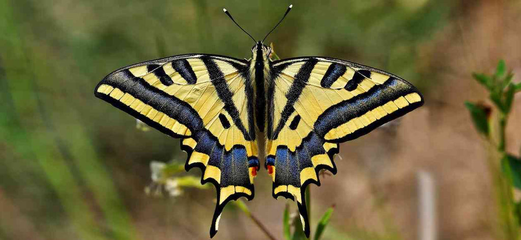 Papillon français menacé: l'Alexanor - Rêve de Papillon