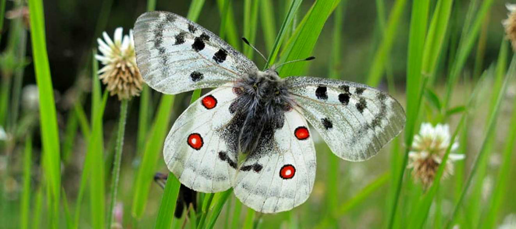 Papillon français menacé: l'Appolon - Rêve de Papillon