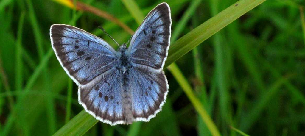 Papillon français menacé: Azuré de la sanguisorbe - Rêve de Papillon