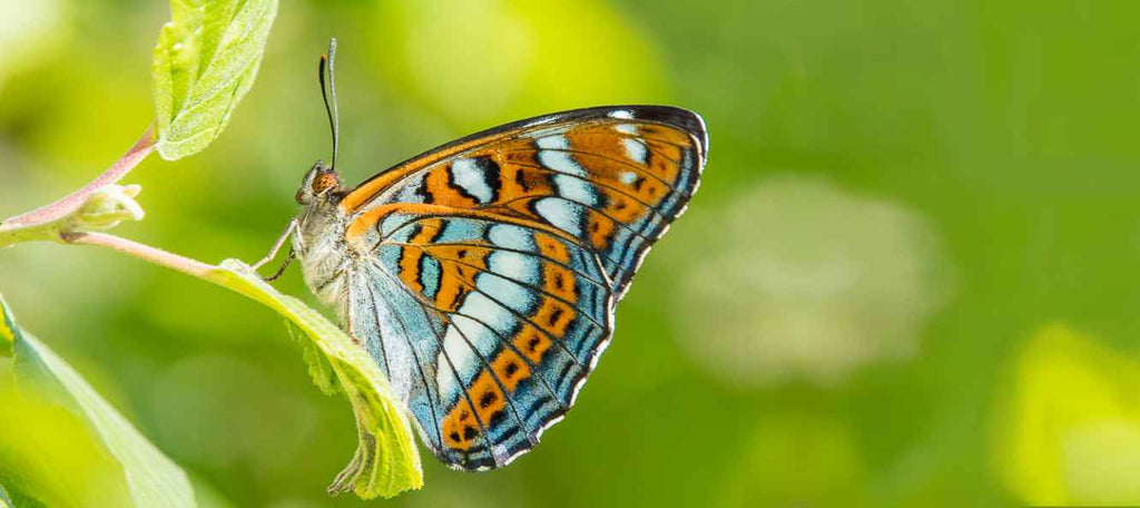Papillon français menacé: Le Grand Sylvain - Rêve de Papillon