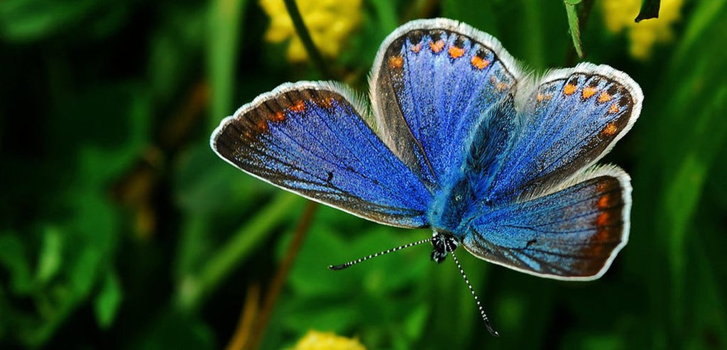 Papillon en voie de disparition: le bleu de Karner