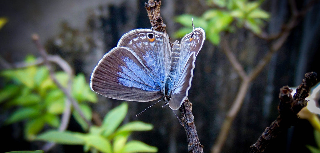 Papillon en voie de disparition: le Bleu de Miami