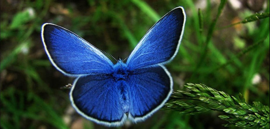 Papillon en voie de disparition: le Bleu de Palos Verdes