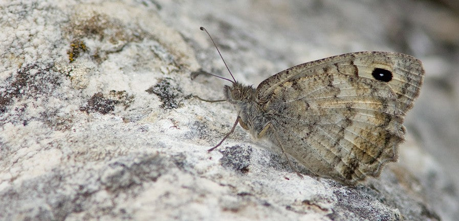 Papillon en voie de disparition: L'Ocellé Macédonien