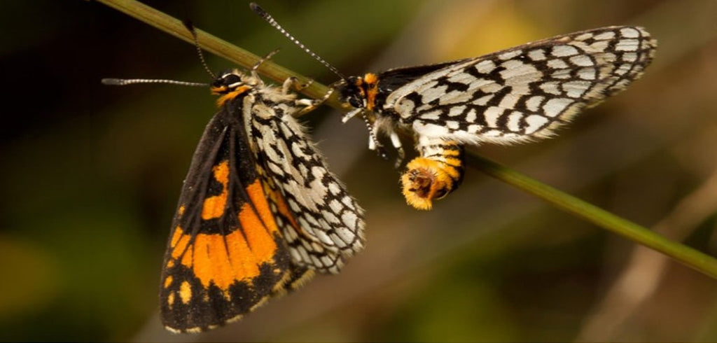 Papillon en voie de disparition: Le Wolkberg Zulu