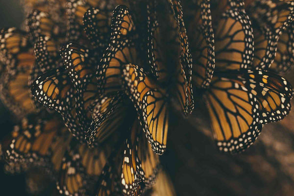 Le papillon monarque en diapause - Rêve de Papillon