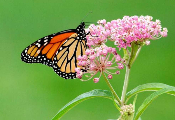 Papillon monarque sur asclépiade- Rêve de Papillon