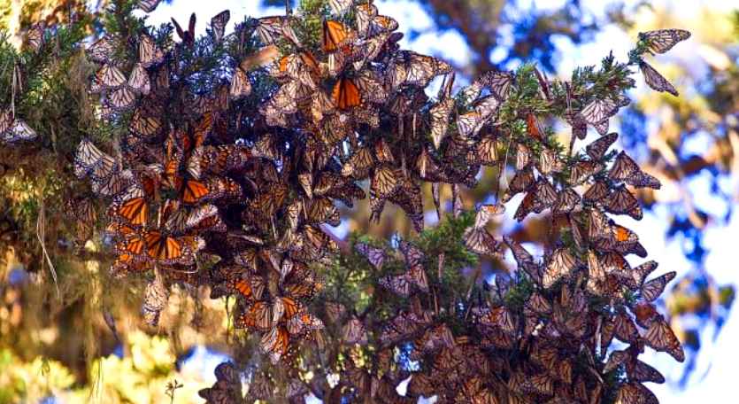 Papillons Monarques sur Branche - Rêve de Papillon