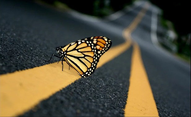 Papillon Monarque sur Route - Rêve de Papillon
