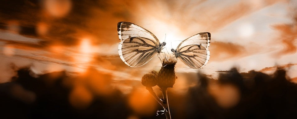 Rêver de Papillon Volant Signification Voyance - Rêve de Papillon