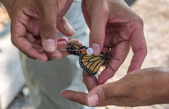 Marquage du papillon monarque - Rêve de Papillon