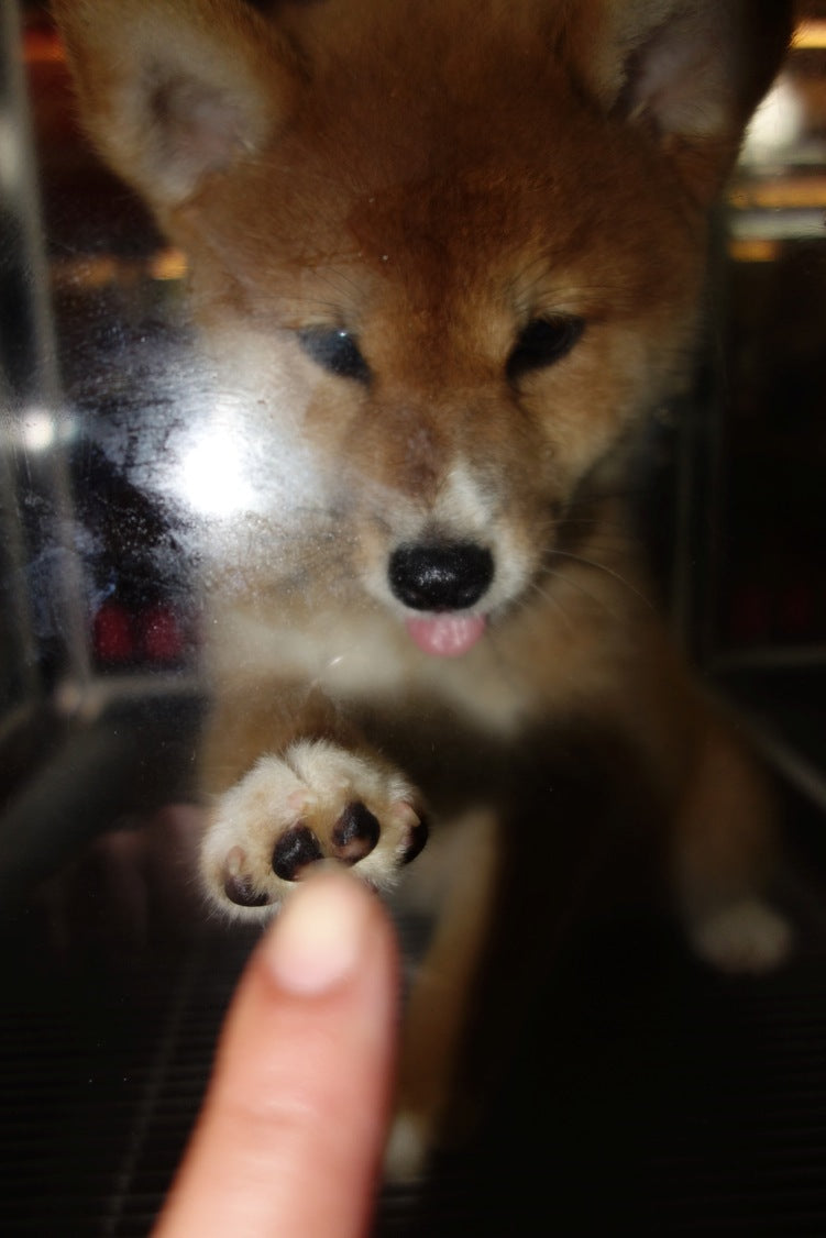 Sony RX100 photograph of a puppy in Kaohsiung Taiwan by Jason Jaworski.